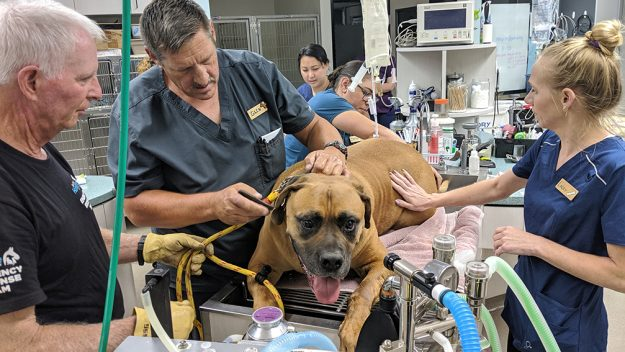 Joey, un perro mastiff de 81 Kilos colapsa por un golpe de calor durante una caminata