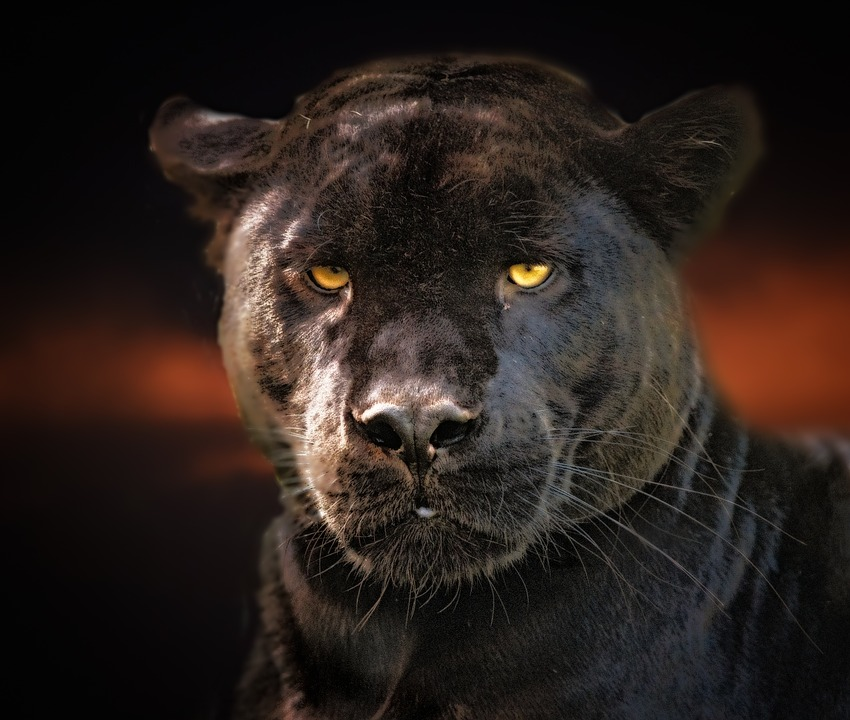 ¡Roban una Pantera Negra de un Zoológico!