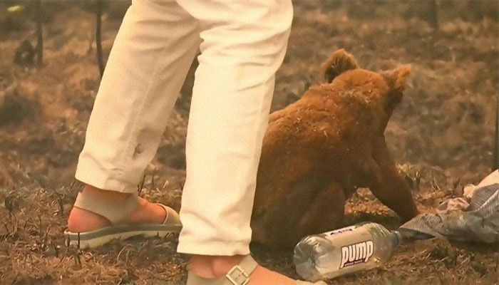 Señora mayor se lanza al fuego: Rescata un koala atrapado