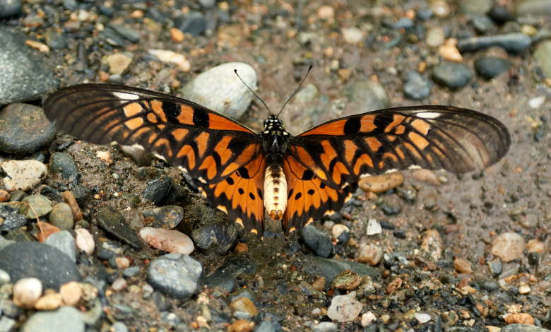 La búsqueda de la mariposa más grande África