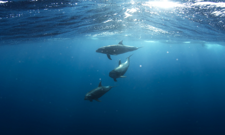 Océano sin oxígeno: El calentamiento global ataca
