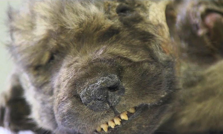 Se descubre un cachorro lobo congelado de hace 18.000 años