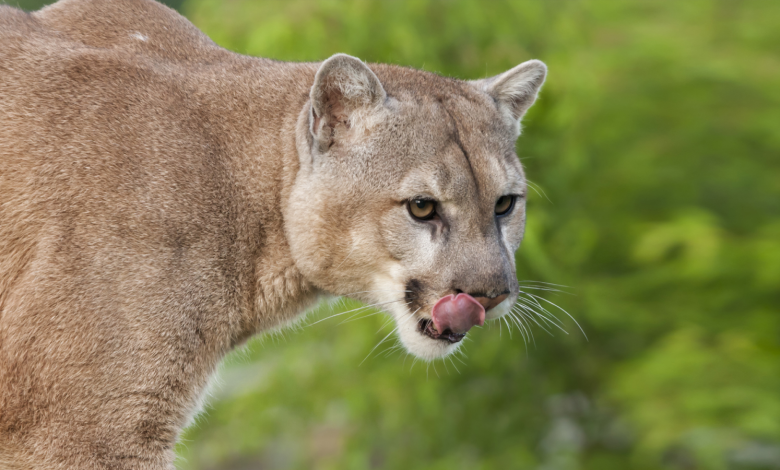 3 Pumas son cazados tras comer restos de carne humana