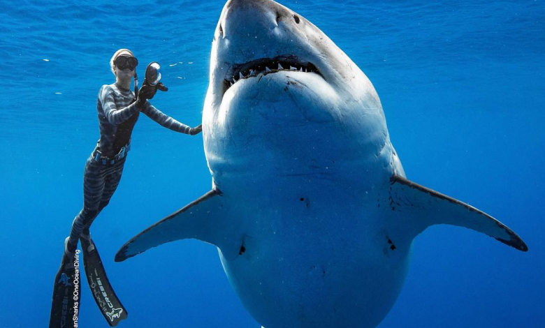 Hombre es atacado por tiburón blanco en Australia