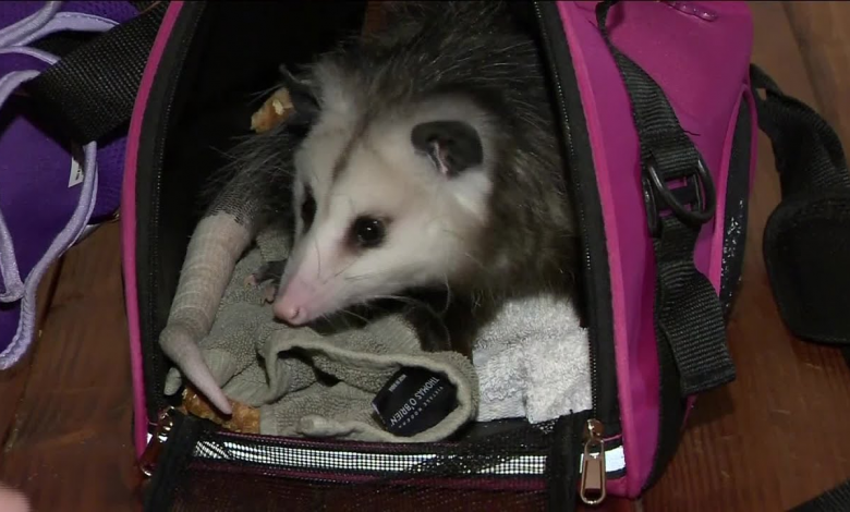 Hombre-y-su-Zarigüeya-Jetblue-mascota-vuelo-