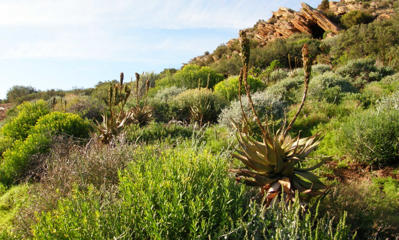 Karoo Suculento: El desierto con más biodiversidad está siendo destruido