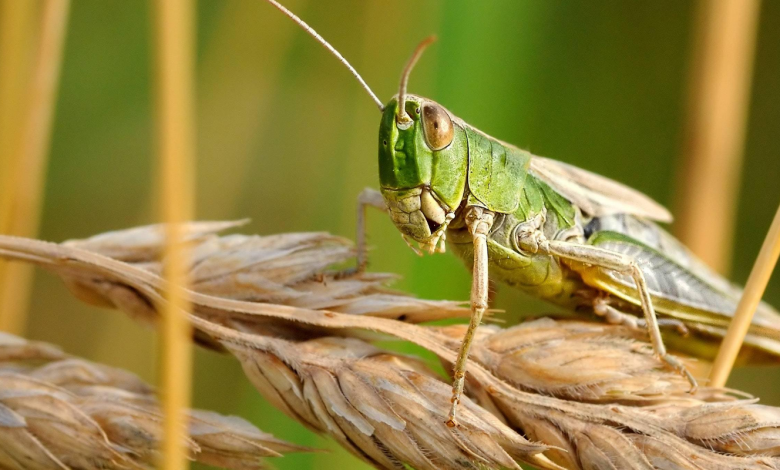 ¿Los insectos son el futuro de la industria alimentaria?