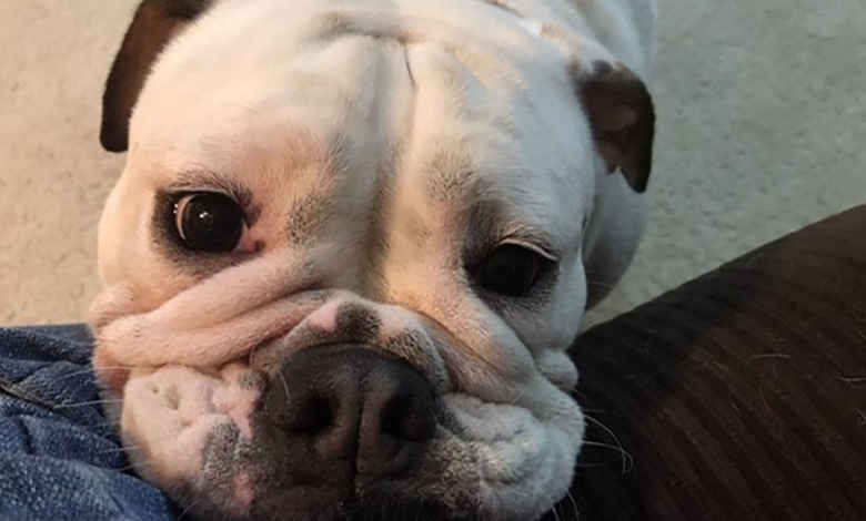 ¿Bulldog falleció tras solo 13 minutos de peluquería?
