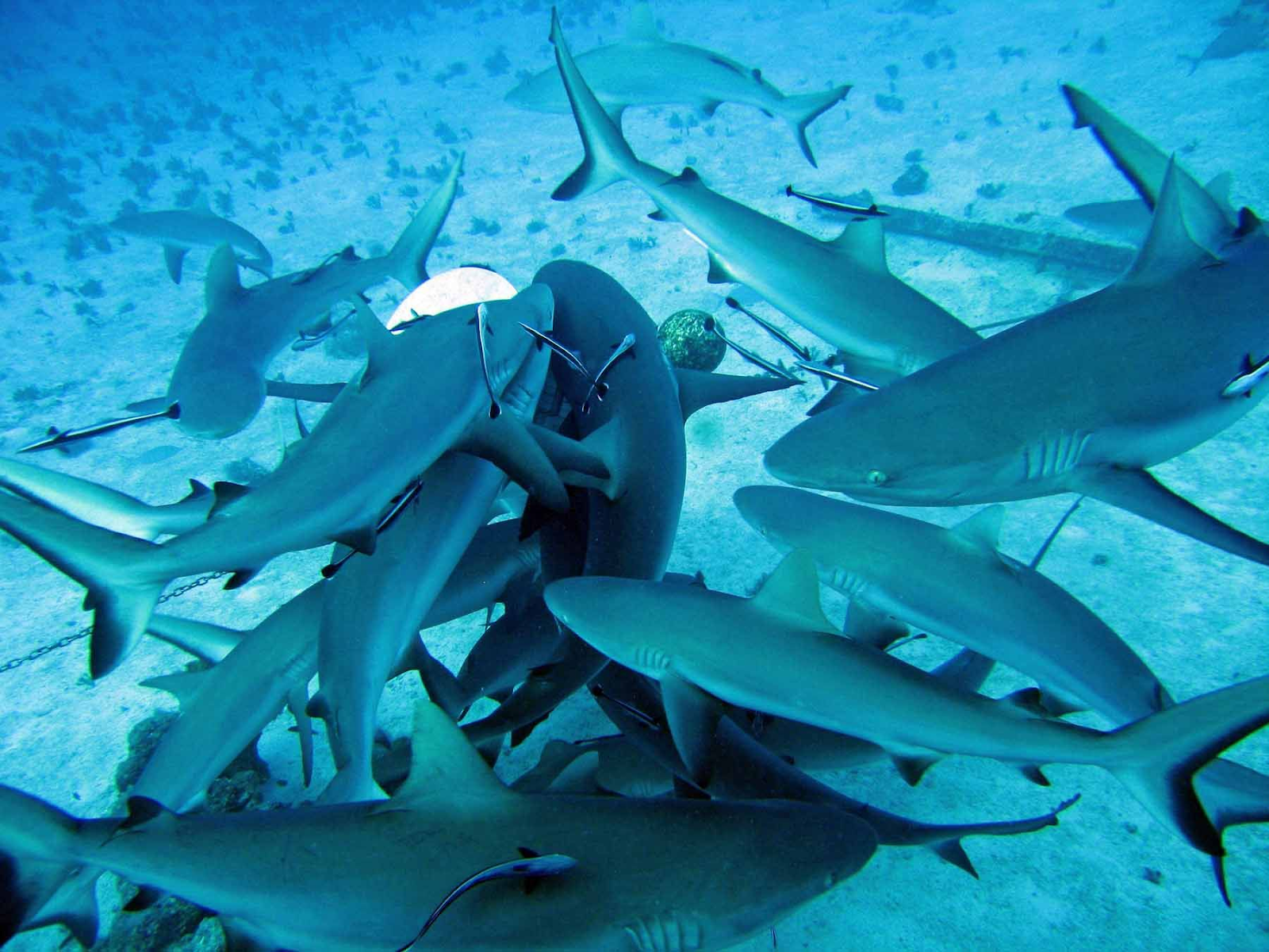 Frenesí de tiburones capturado en el fondo del mar! - El Pais 24