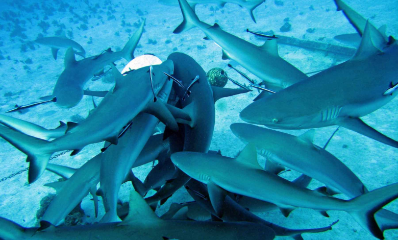 frenesí-de-tiburones-fondo-del-mar-océano-