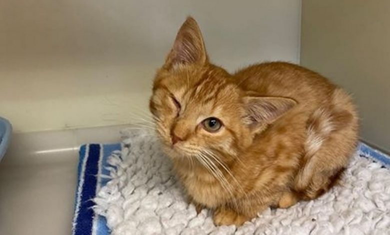 Gatito sobrevivió al ataque de un depredador perdiendo un ojo