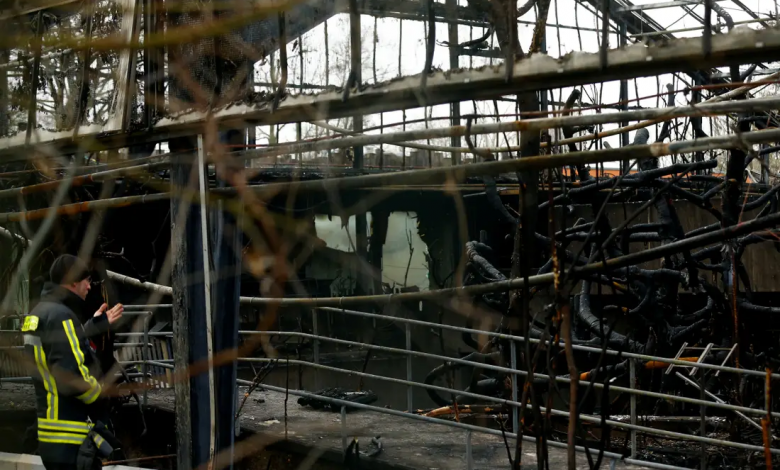 Lámparas de los deseos incendian un zoológico y mueren 30 animales