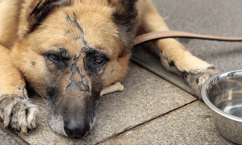 salvan-a-un-perro-atado-fondo-río-autoridades-crueldad-animal-