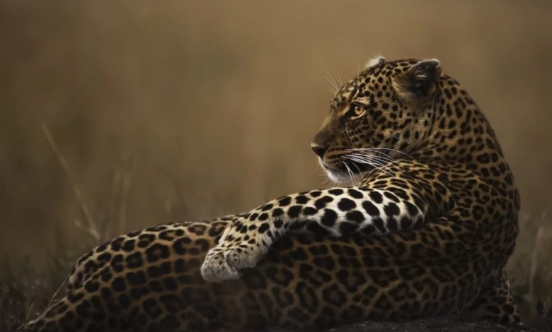 Imágenes impresionantes que te harán preguntar si los animales no son humanos