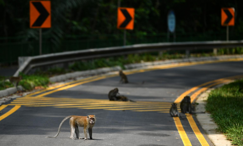 La-Importancia-de-tener-espacios-animales-autopistas-