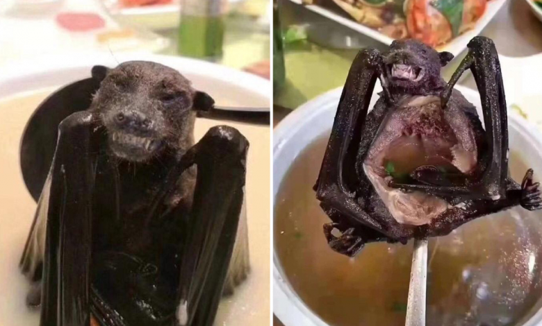 La sopa de murciélago no causó el coronavirus