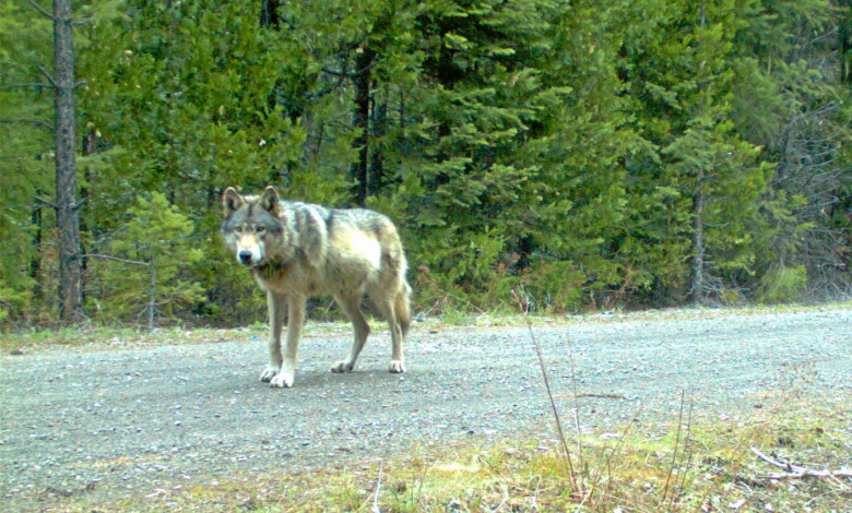 loba-gris-escapó-recorrió-14mil-kilómetros-