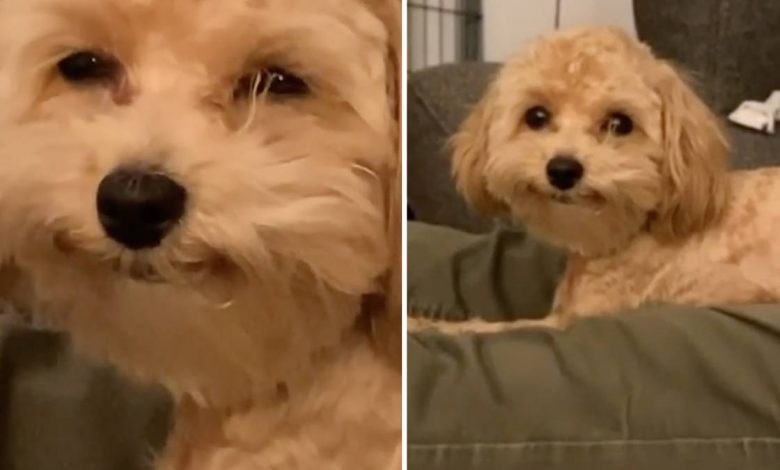 Ducky, la perrita con la sonrisa más adorable del mundo