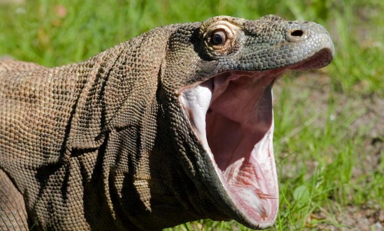 ¿Dragona de Komodo se reprodujo por sí sola?