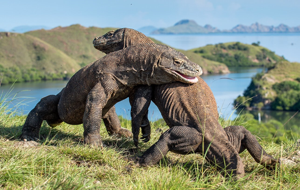 ¿Dragona de Komodo se reprodujo por sí sola?