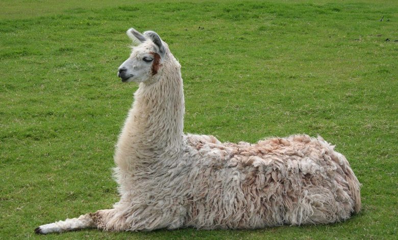 ¿Podrían ser las llamas la salvación para el coronavirus?