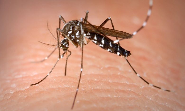 Alerta en Europa: aparece el mosquito tigre que transmite 22 virus