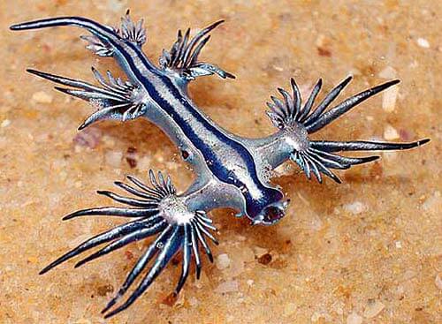 Dragones azules: misteriosas criaturas aparecieron en los Estados Unidos