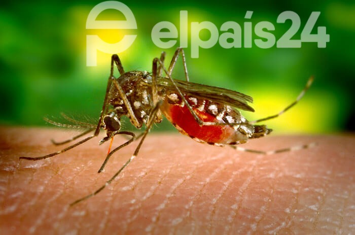 Liberan mosquitos infectados con bacteria en La Florida